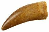 Serrated, Theropod (Deltadromeus?) Tooth - Morocco #329849-1